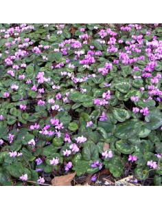 Cyclamen de l'ile de Cos