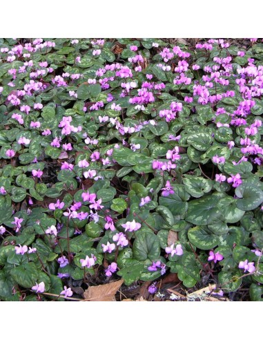 Cyclamen de l'ile de Cos