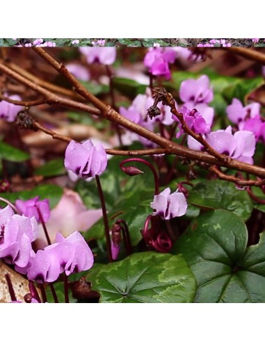 Cyclamen de l'ile de Cos