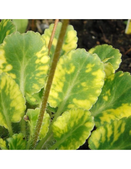 Désespoir du peintre à feuillage panaché