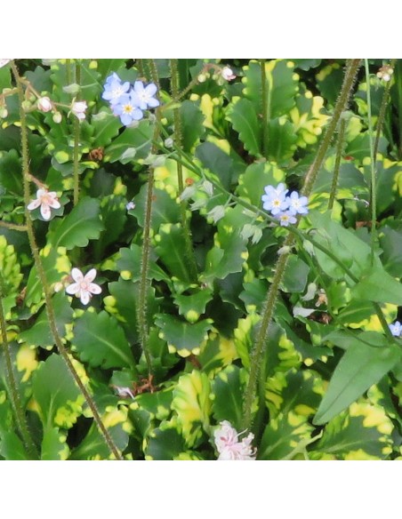 Désespoir du peintre à feuillage panaché