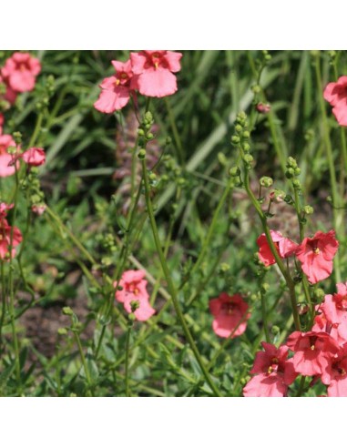 Diascia "Ruby field"