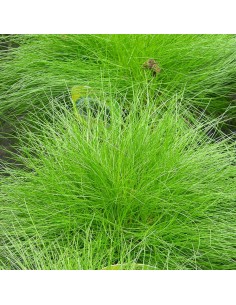 Fetuque de Gautier - Festuca gautieri