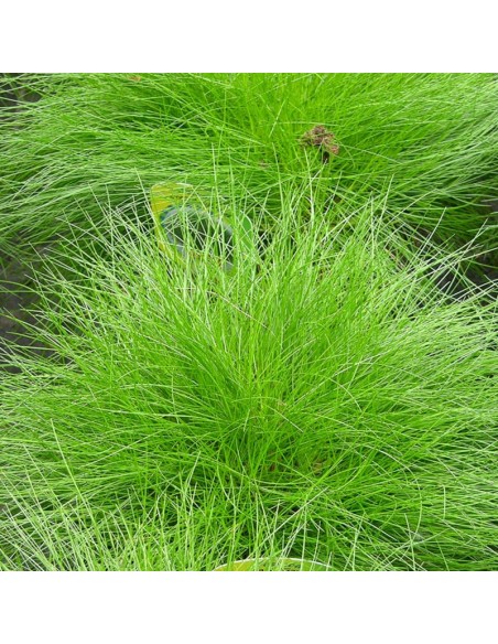 Fetuque de Gautier - Festuca gautieri