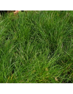 Fetuque de Gautier - Festuca gautieri 2