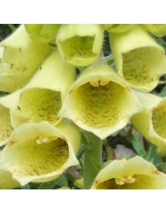 Digitale à grandes fleurs 2