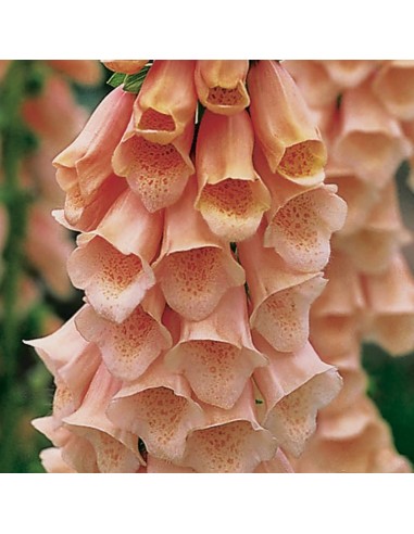 Digitale Apricot beauty