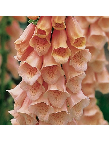 Digitale Apricot beauty