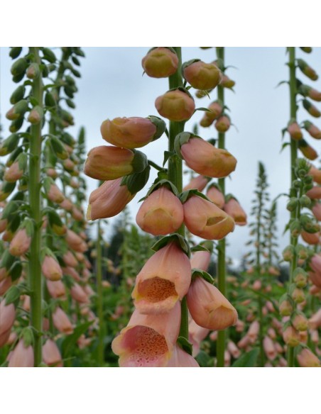 Digitale Apricot beauty