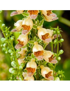 Digitale ferrugineuse "Gelbert Herold"