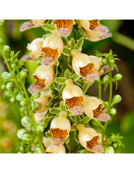 Digitale ferrugineuse "Gelbert Herold"