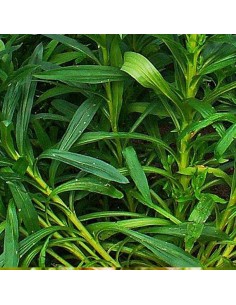 Digitale ferrugineuse "Gelbert Herold" 2