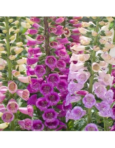 Digitale gloxiniiflora