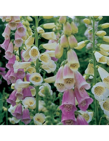 Digitale gloxiniiflora