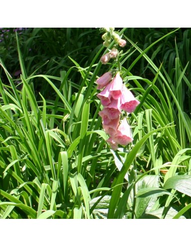 Digitale mertonensis