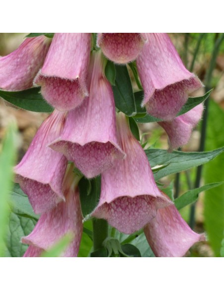 Digitale mertonensis