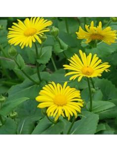 Doronic du Caucase magnificum 2