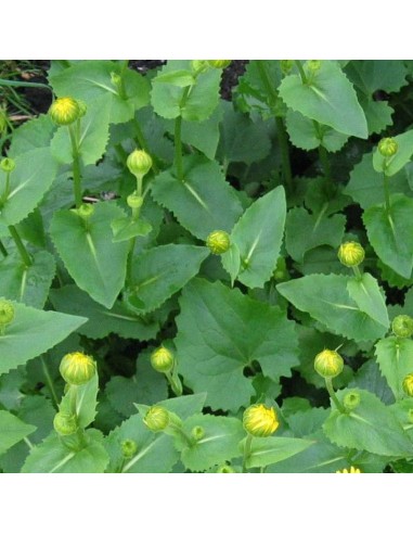 Doronic du Caucase little leo