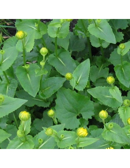 Doronic du Caucase little leo