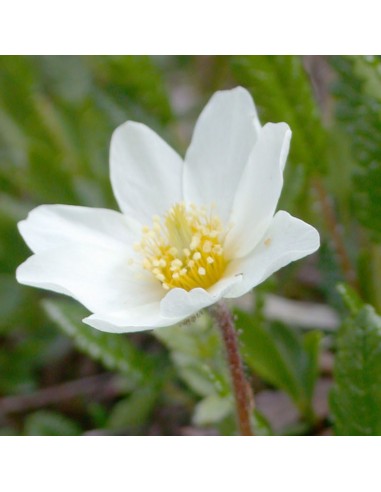 Dryade à huit pétales