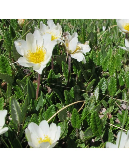 Dryade à huit pétales