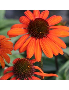 Rudbeckia tiki torch 2