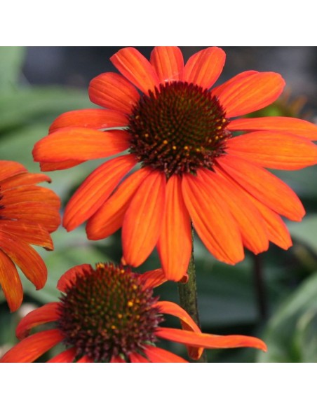 Rudbeckia tiki torch