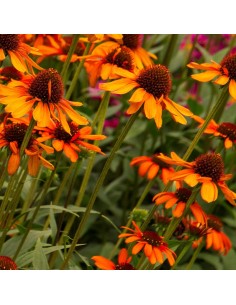 Rudbeckia tiki torch
