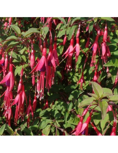 Fuchsia de magellan riccartonii