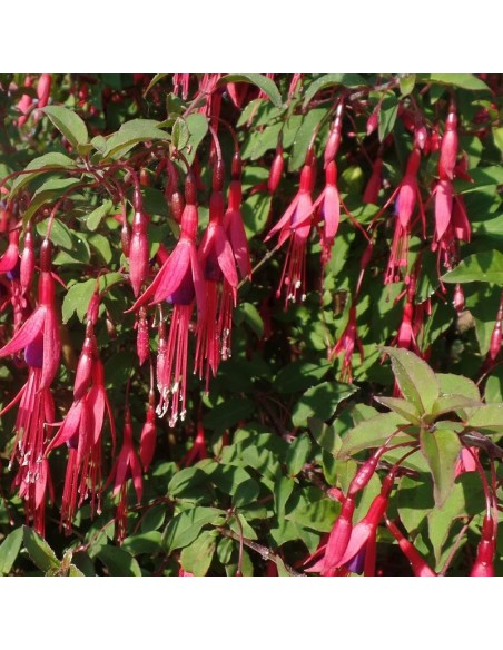 Fuchsia de magellan riccartonii