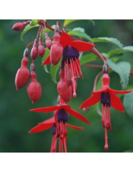 Fuchsia de magellan riccartonii
