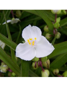 Ephémère de Virginie Innocence