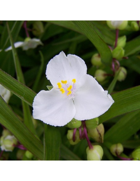 Ephémère de Virginie Innocence