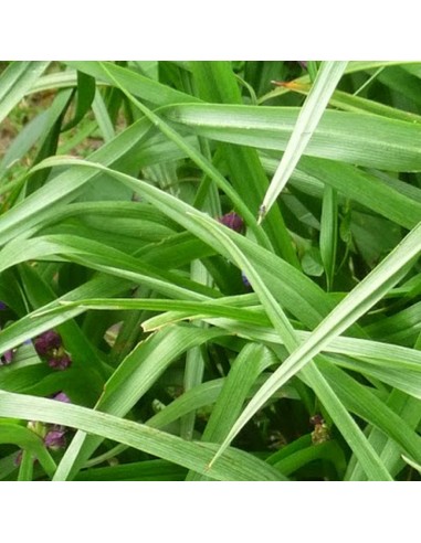 Ephémère de Virginie Innocence