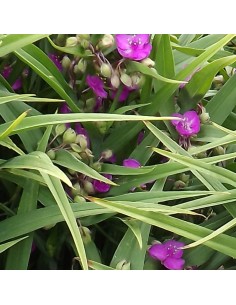 Ephémère de Virginie Karminglut 2