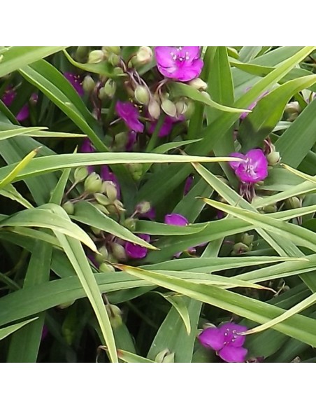 Ephémère de Virginie Karminglut Ephémère de Virginie Karminglut