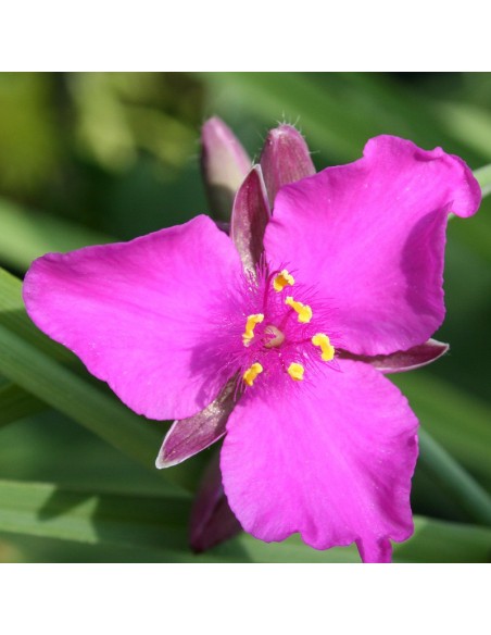Ephémère de Virginie Karminglut Ephémère de Virginie Karminglut