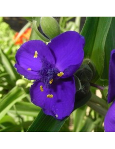 Ephémère de Virginie Leonora