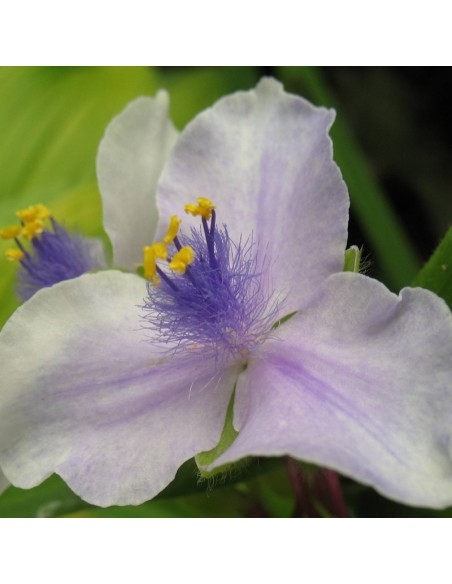 Ephémère de Virginie "Osprey" Ephémère de Virginie "Osprey"