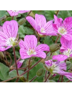 Erodium Bishop's form 2