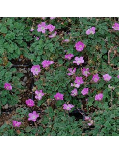 Erodium Bishop's form