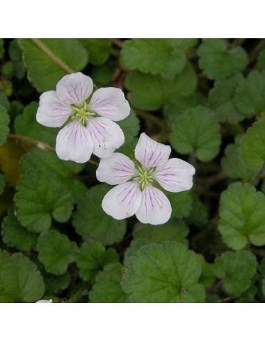 Erodium reichardii album