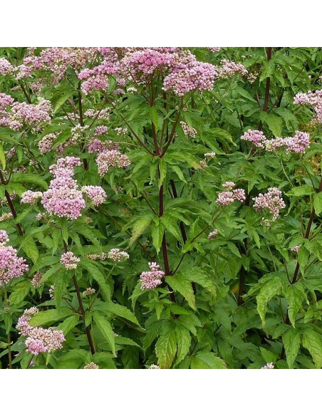 Eupatoire à feuilles de chanvre