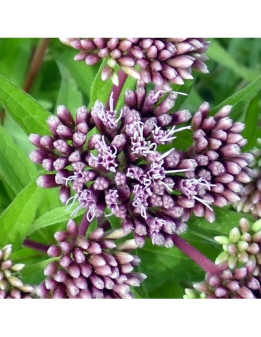 Eupatoire à feuilles de chanvre