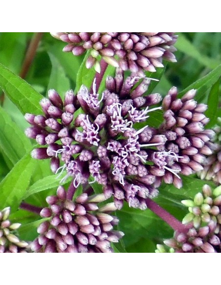 Eupatoire à feuilles de chanvre