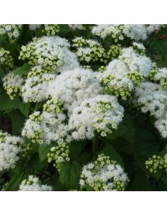 Eupatoire à feuilles molles Braunlaub 2