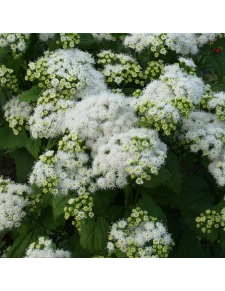 Eupatoire à feuilles molles Braunlaub