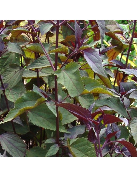 Eupatoire à feuilles molles chocolate