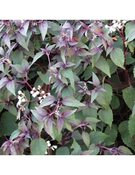 Eupatoire à feuilles molles chocolate