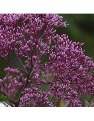 Eupatoire maculée "Purple bush"